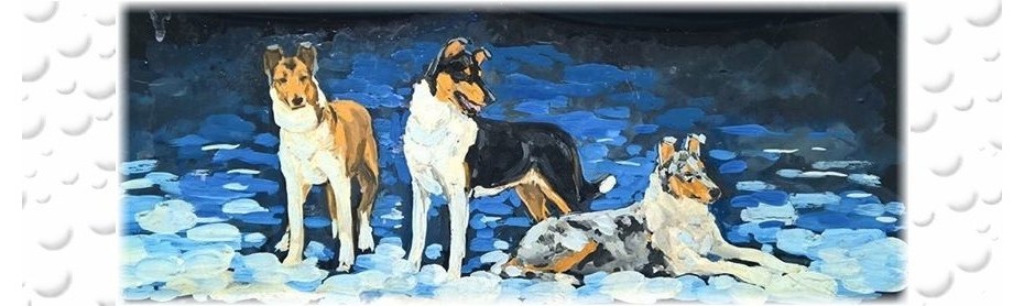 Smooth Collie of the year (SCOTY-2016)