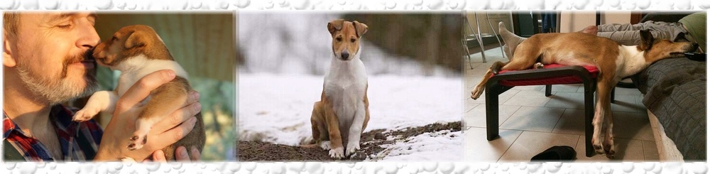 Пушкино — Региональная выставка собак всех пород