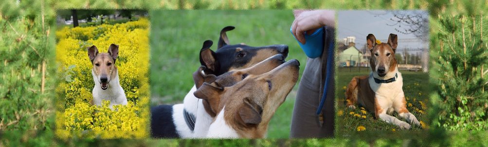 Пушкино — Региональная выставка собак всех пород